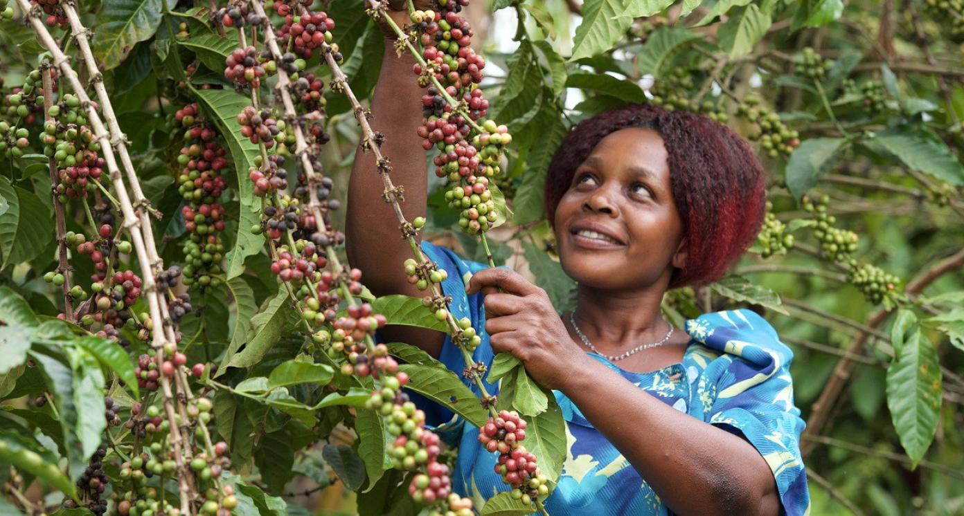 Coffee farmer