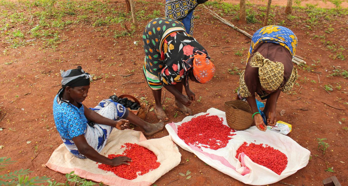 Equator Kenya chilies harvesting in Kenya