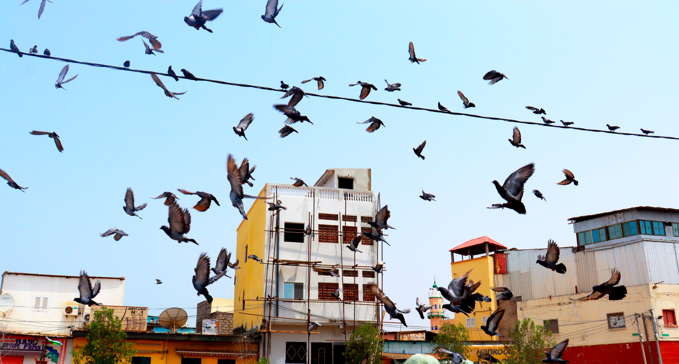 Pigeons flying over Djibouti's sky