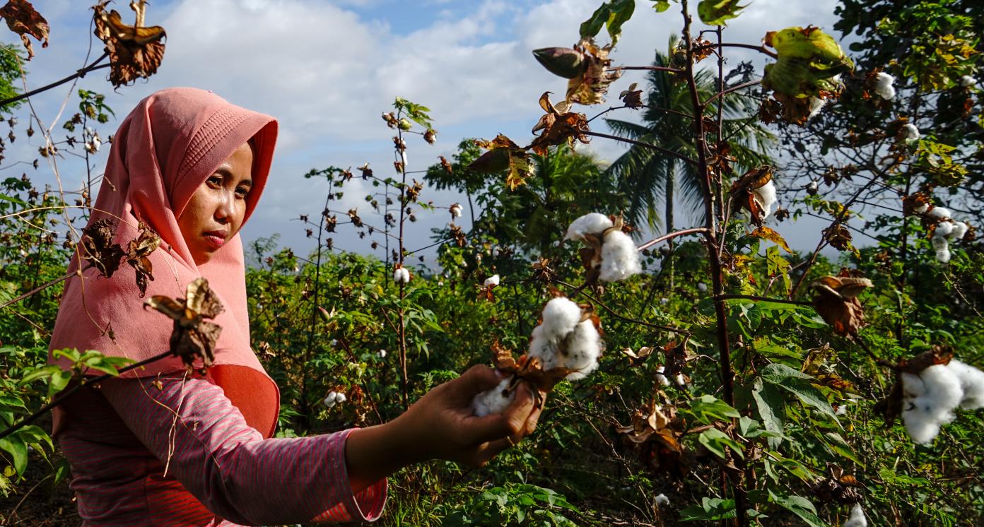 Woman picking cotton in Indonesia