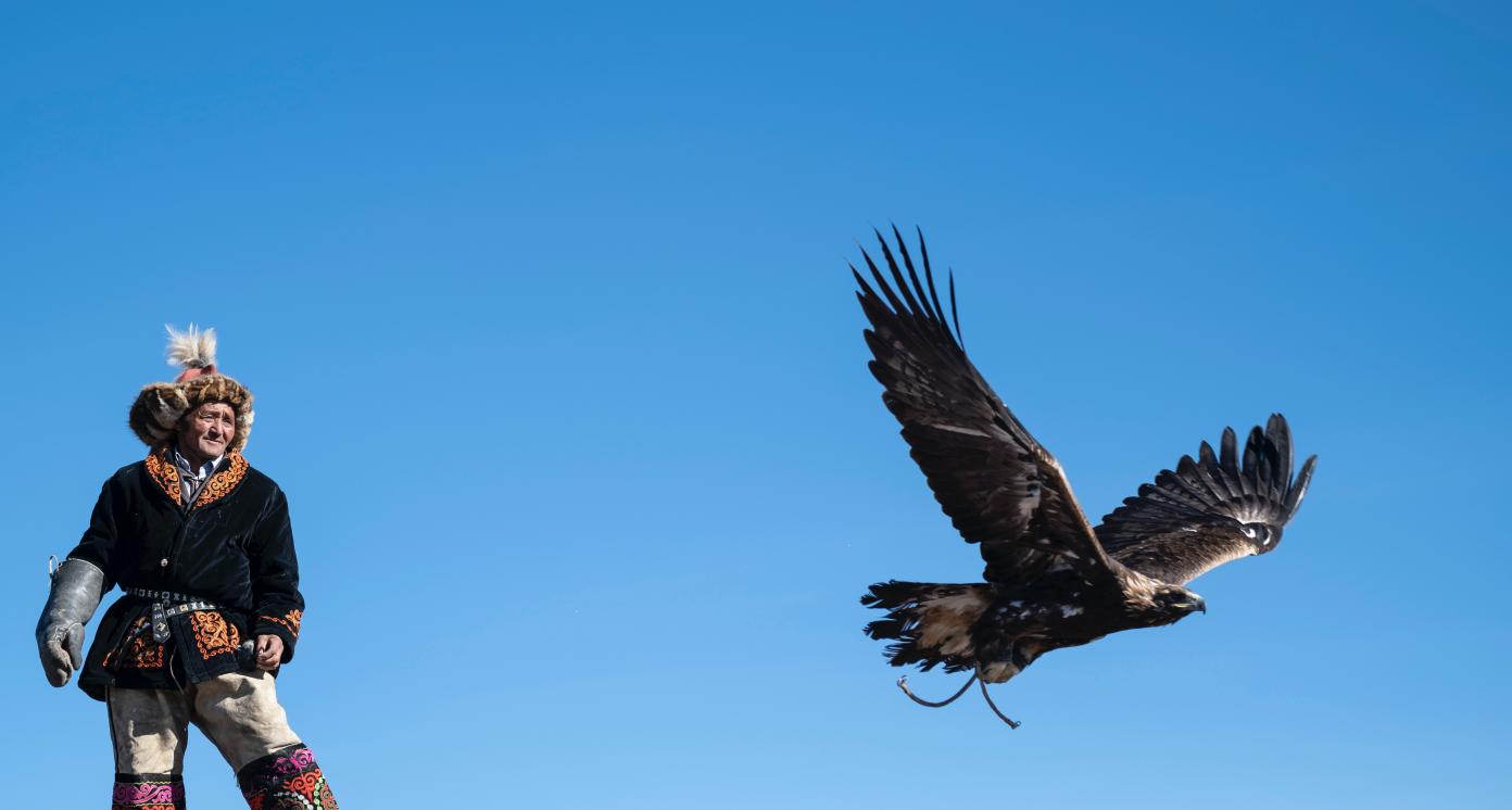 Saker Falcon