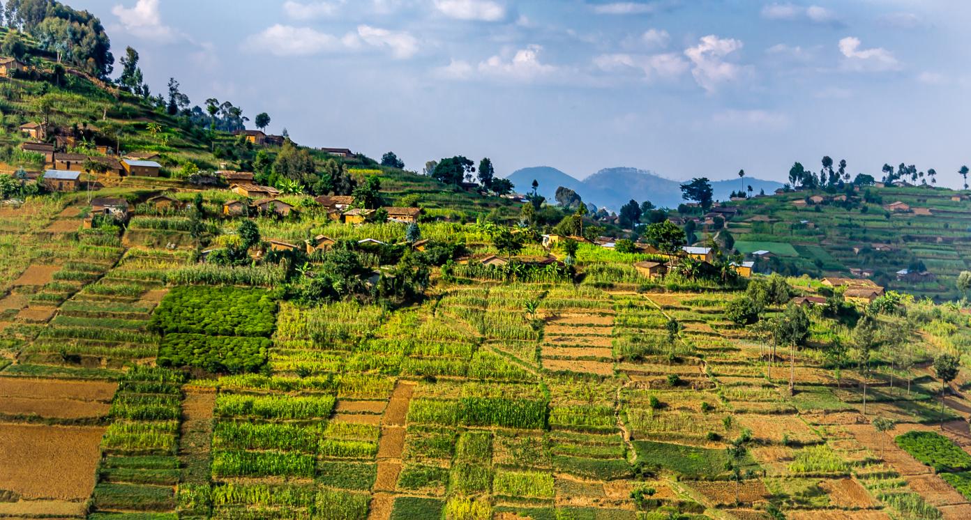 Beautiful rural landscape with agricultures terraces, Rwanda near Nyungwe National Park, Africa