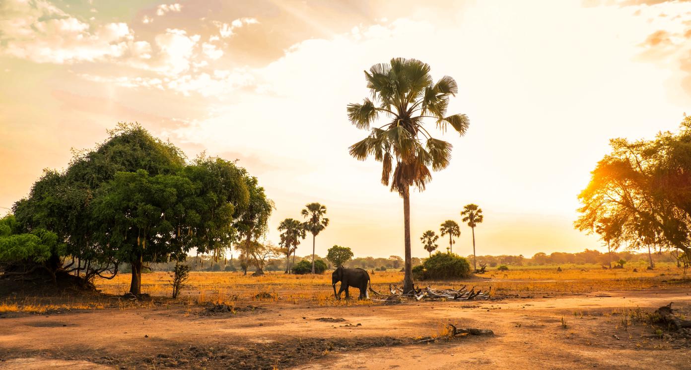 Susnet in Liwonde National Park