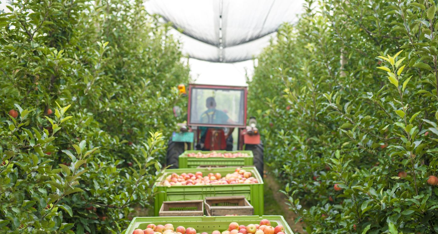 Fruit Cultivation