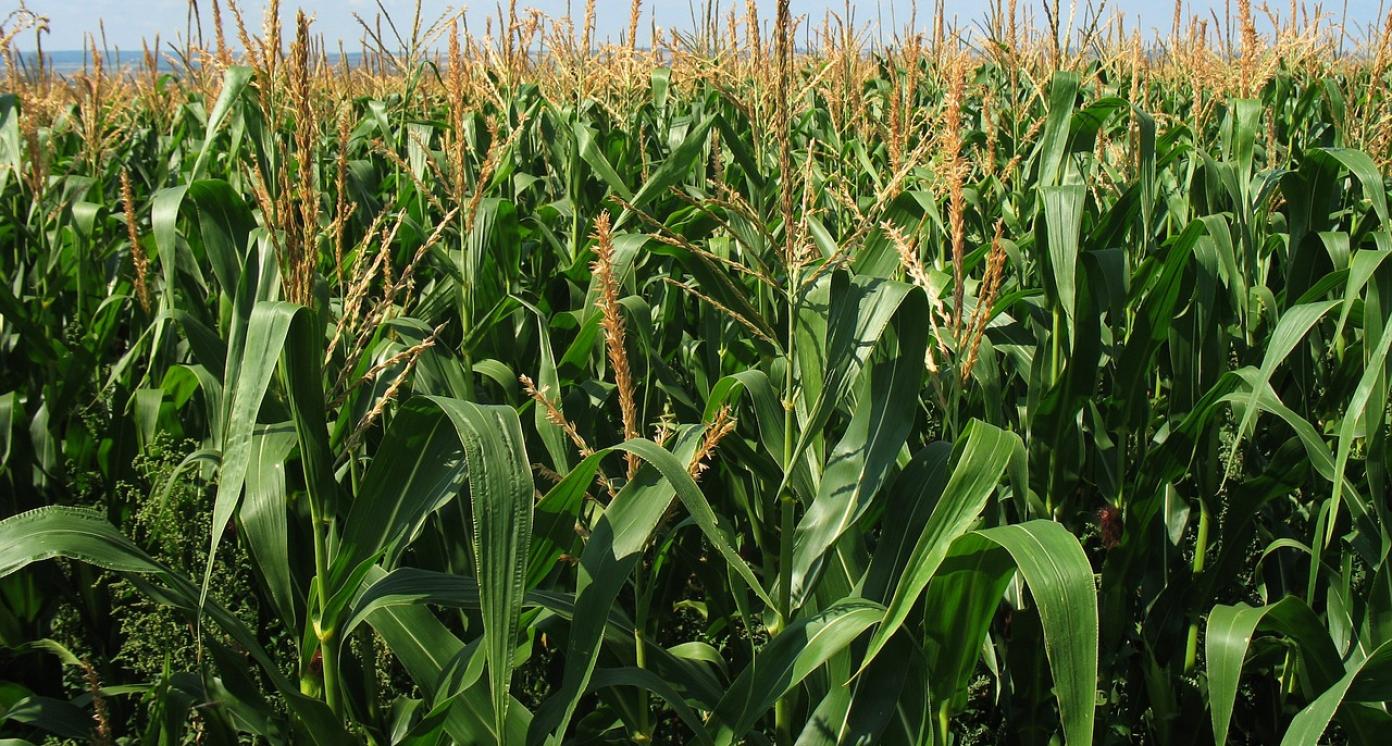 Sustainable Grains and Pulses Innovation