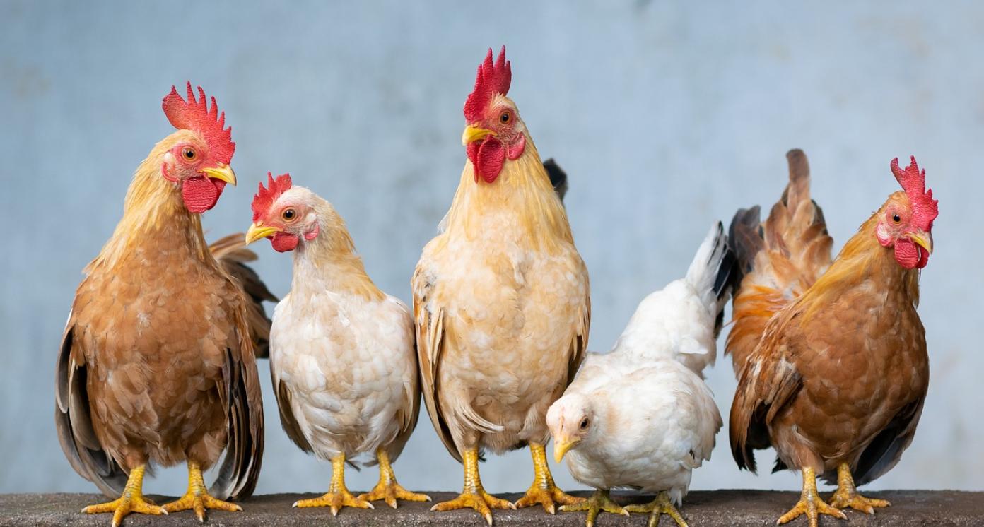 Sustainable Poultry Production