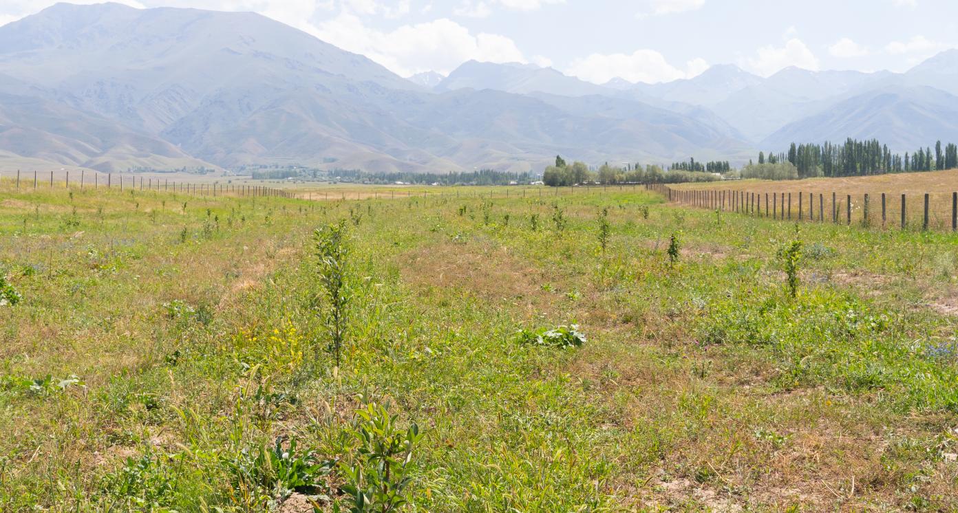 Sustainable agriculture in Kyrgyzstan 