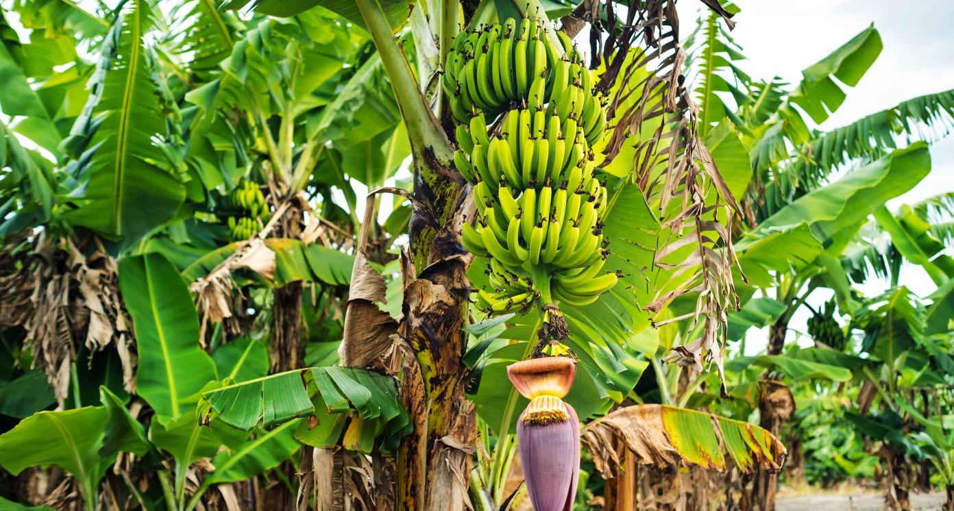 Two bunches of bananas growing on a tree on the plontage of the island of Mauritius.