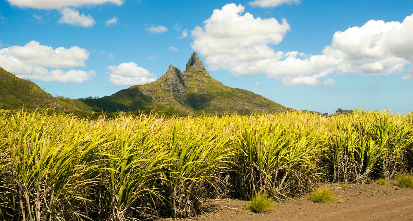 Bright landscape of sugarcane fields near the mountains on Mauritius Island