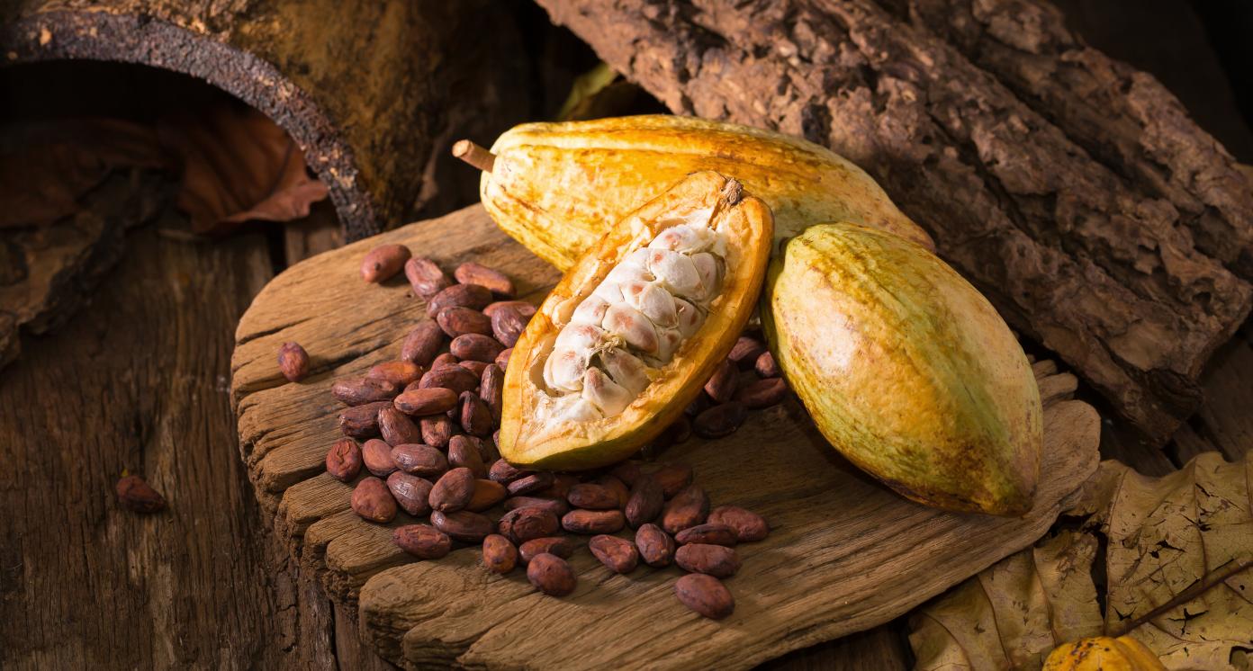 Cocoa production