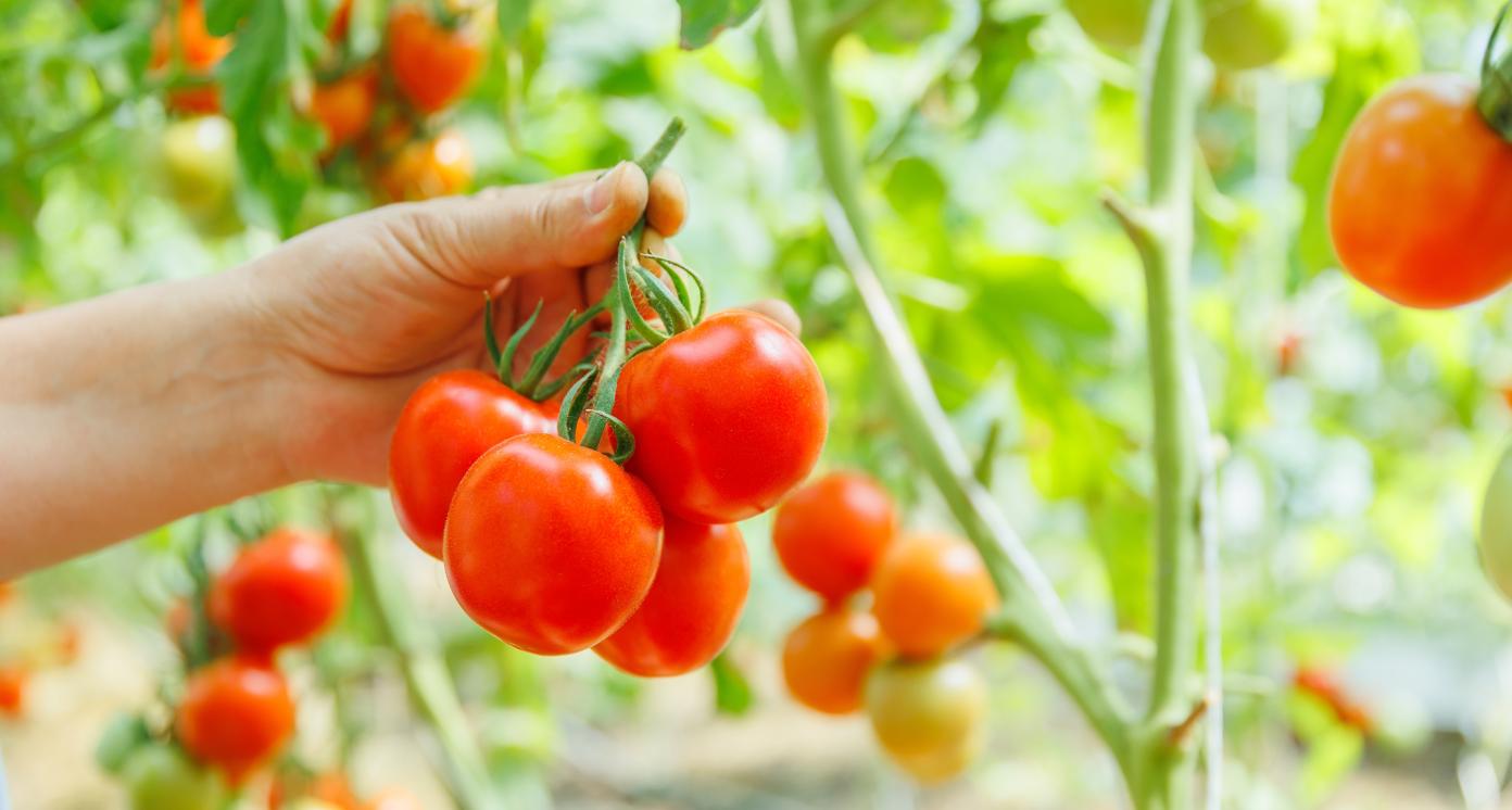 Organic tomato cultivation