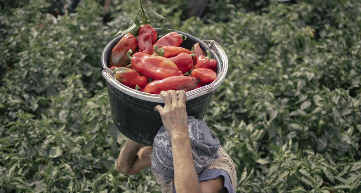 Fresh Fruit & Vegetable Primary Production