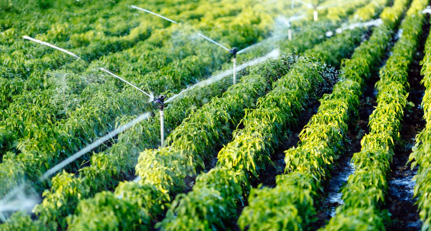 Irrigation in agriculture