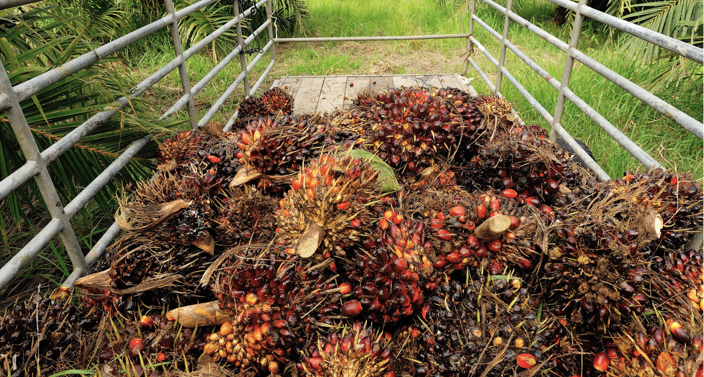 Sustainable and Organic Palm Oil Production and Processing