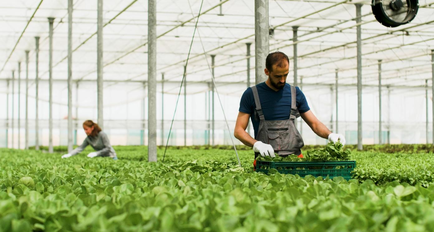 Soilless Agriculture Practices such as Hydroponics and Aquaponics