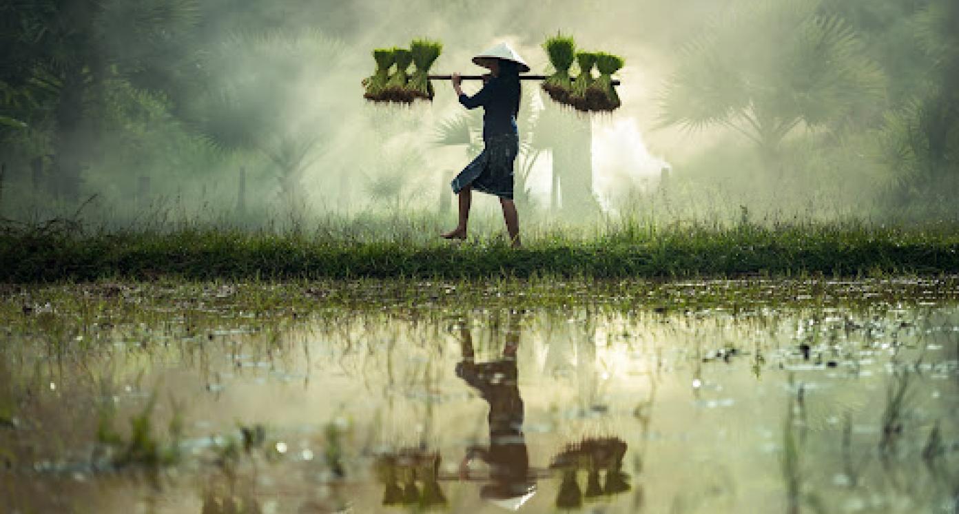 Asian rice farmer 