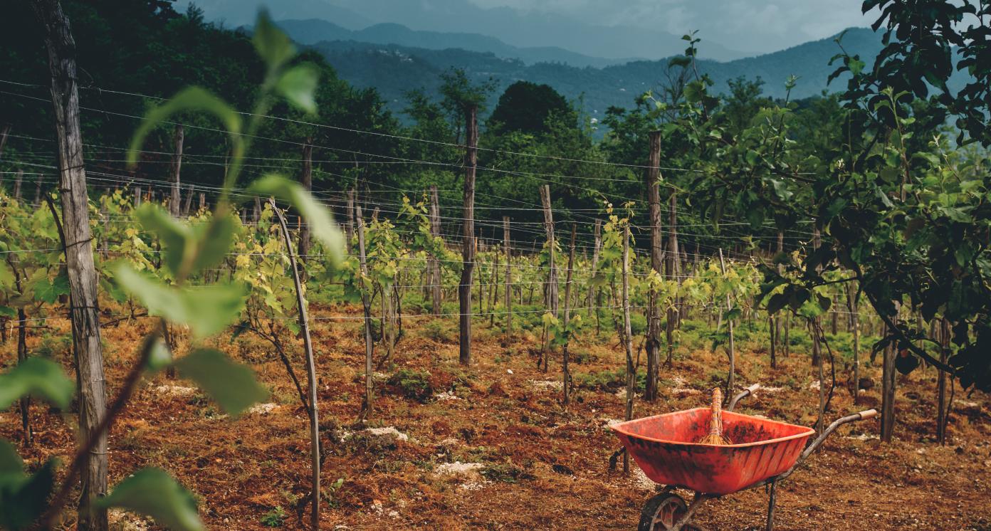 Vinyard