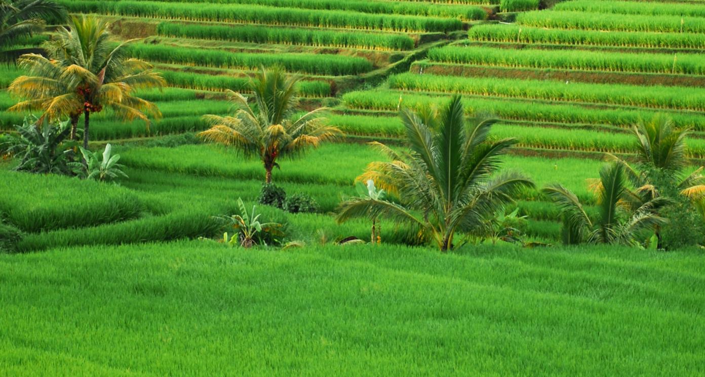 Farmlands in Indonesia