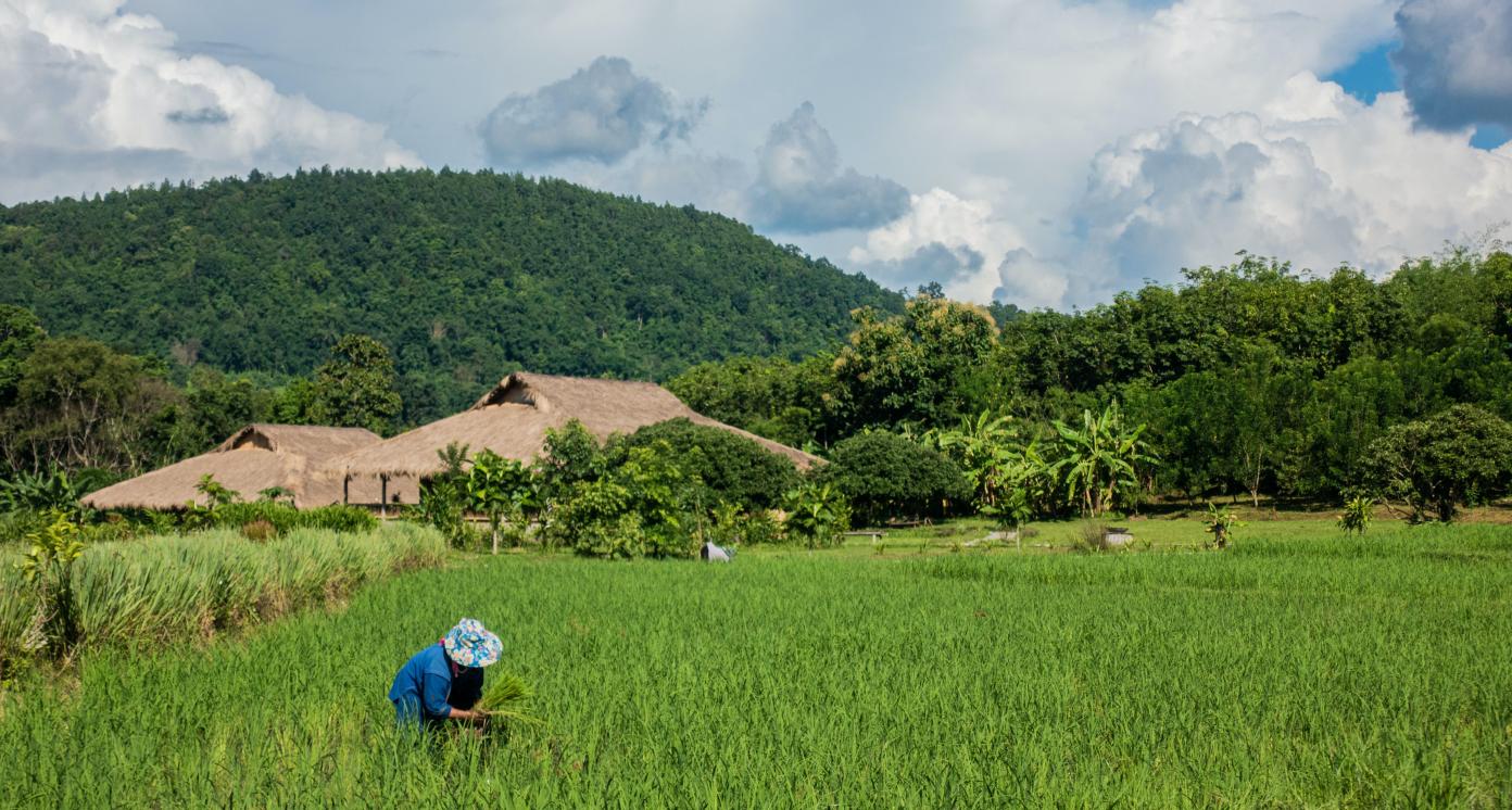 Person on rice field