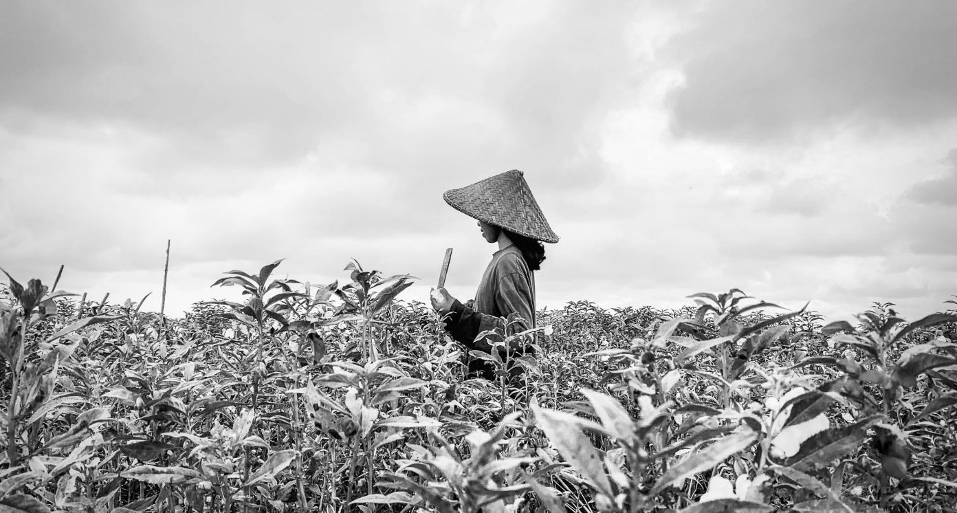 Indonesian farmer