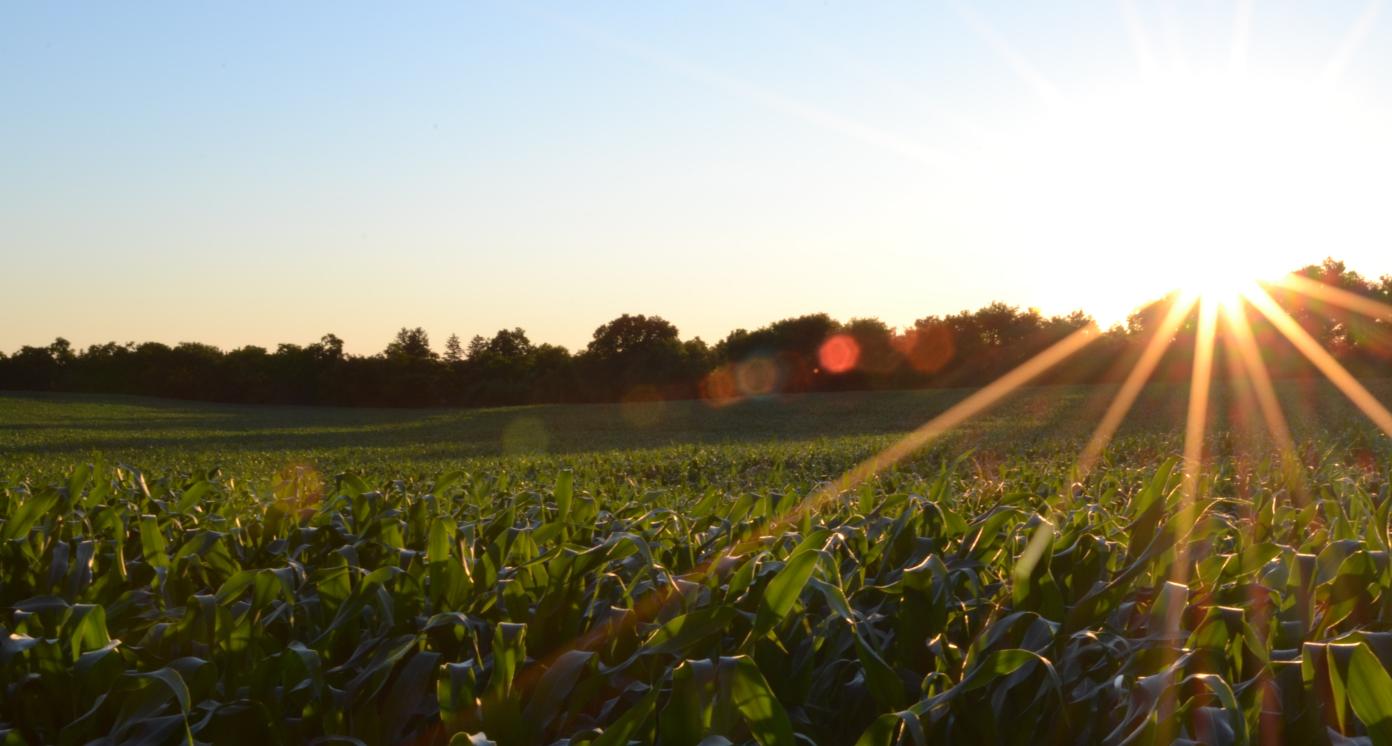 Sunshine on a farm