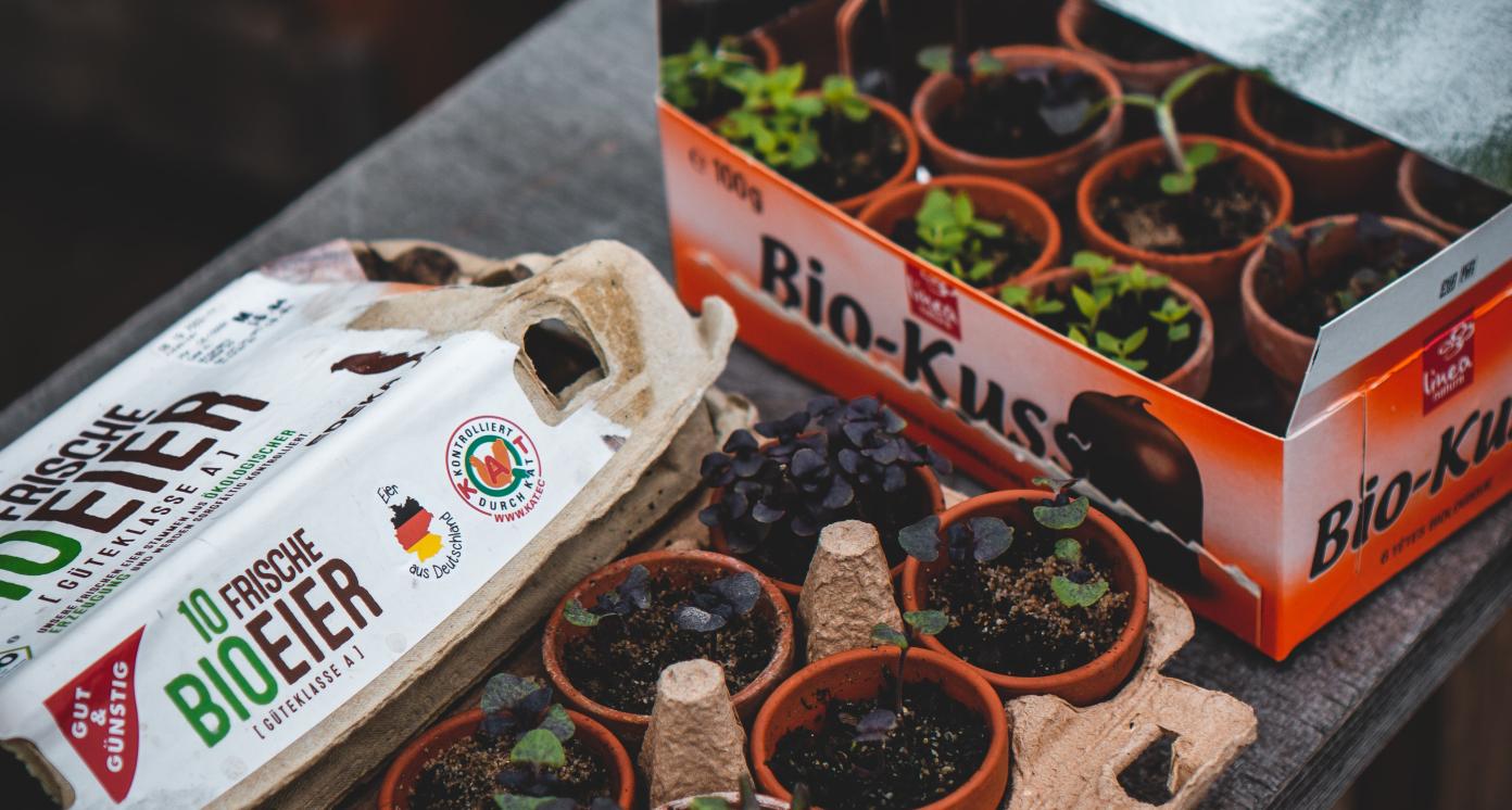 Labeled boxes with nursery plants