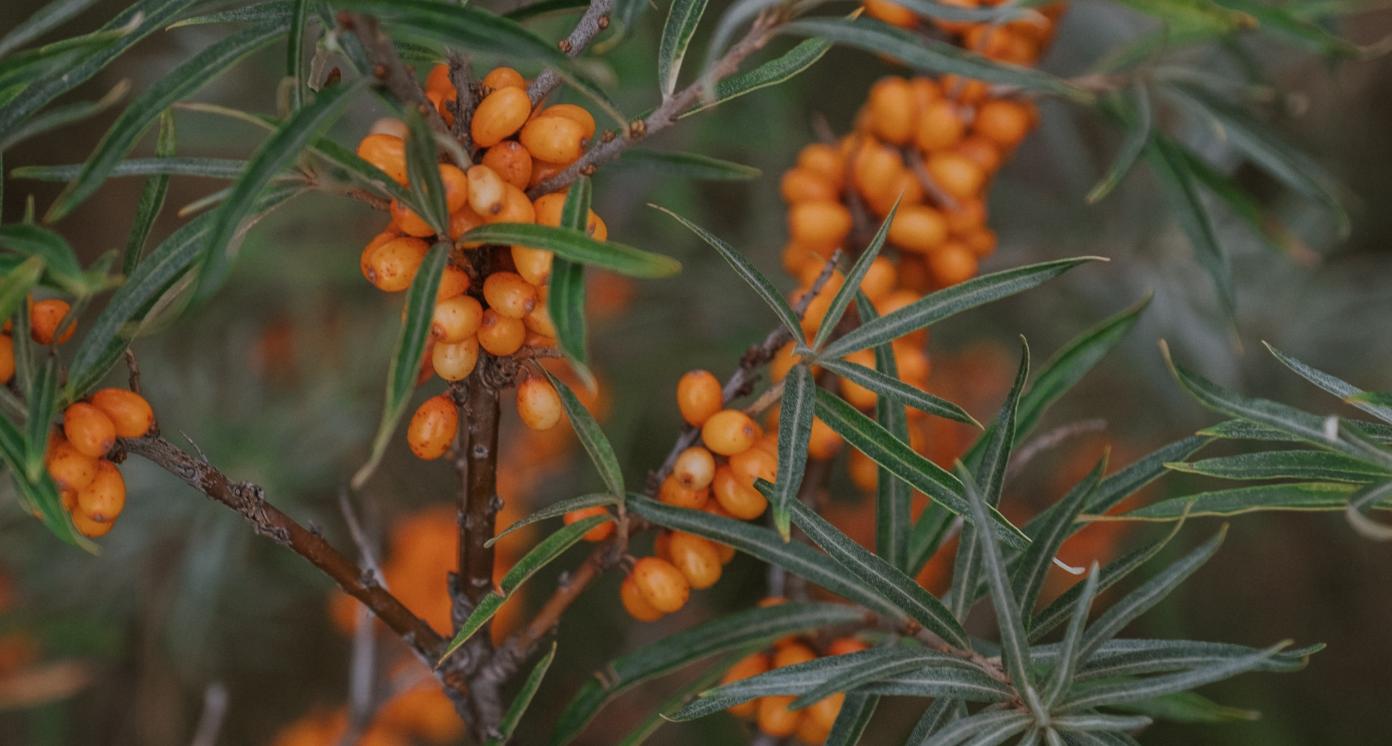 close up of sea buckthorn tree