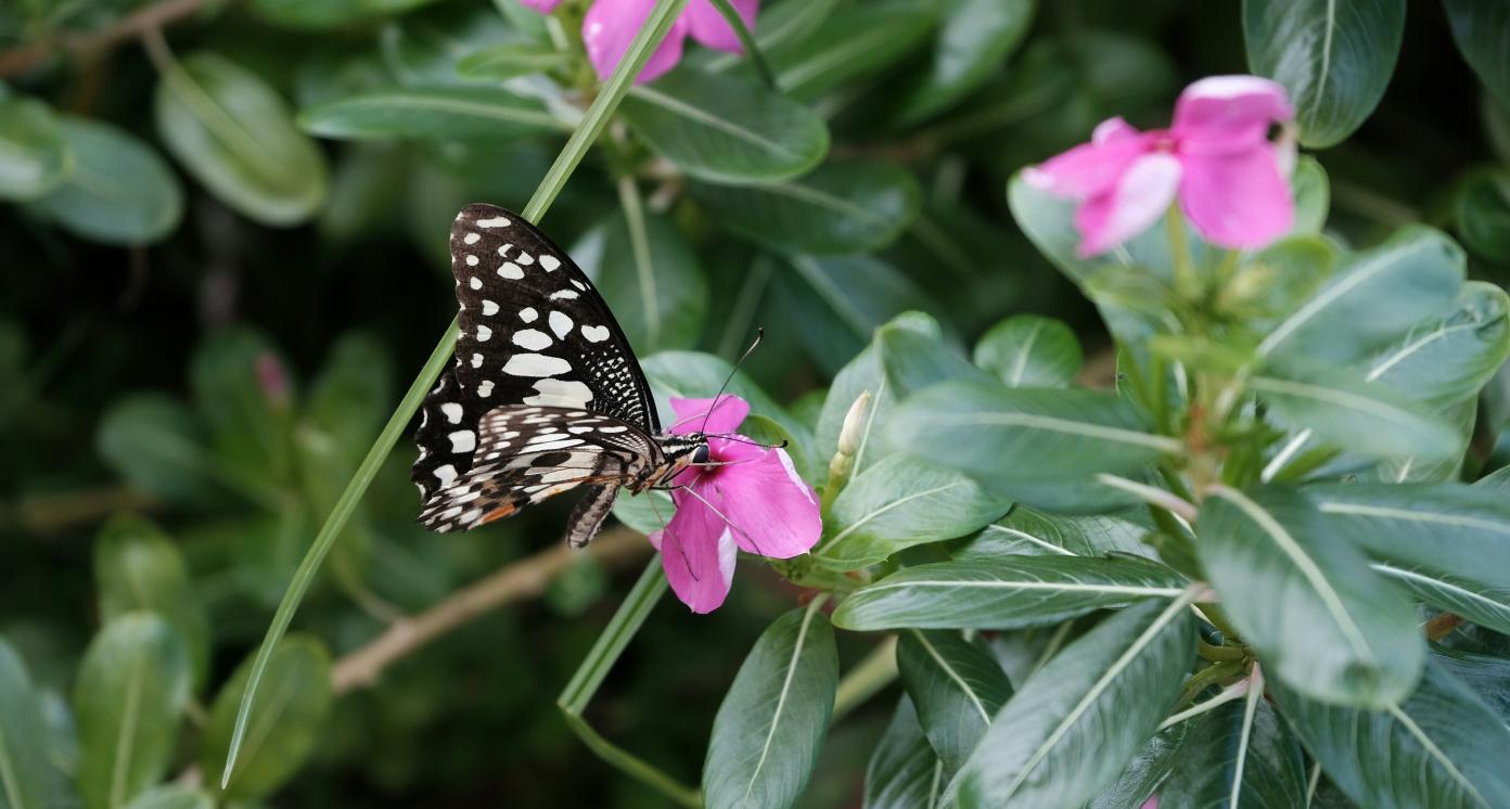 Butterfly hovering over flowers