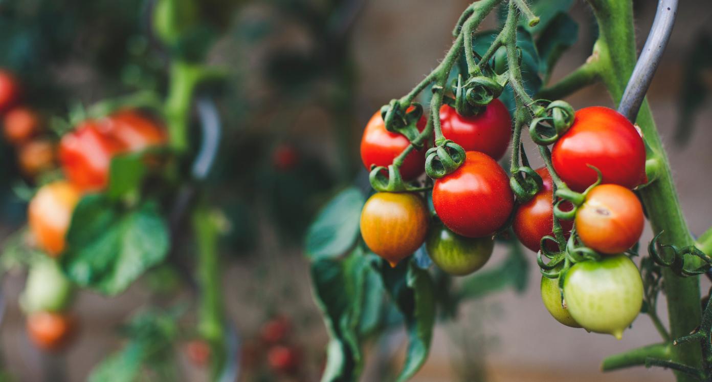 Cherry tomatoes on vine