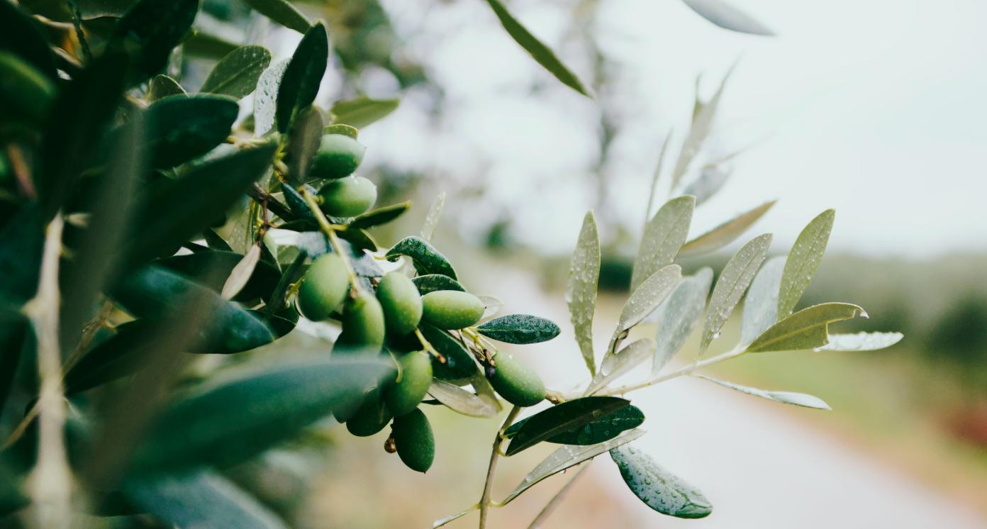 olive tree