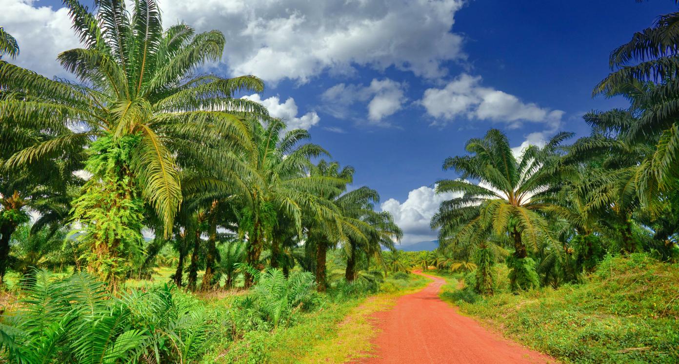 Palm trees on a road