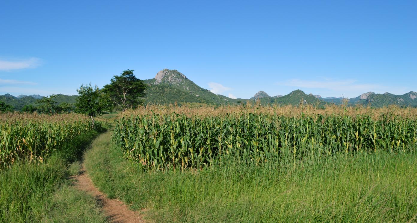 A tiny road in the field near the grass and corn in Malawi. Amazing african mountains on the background.