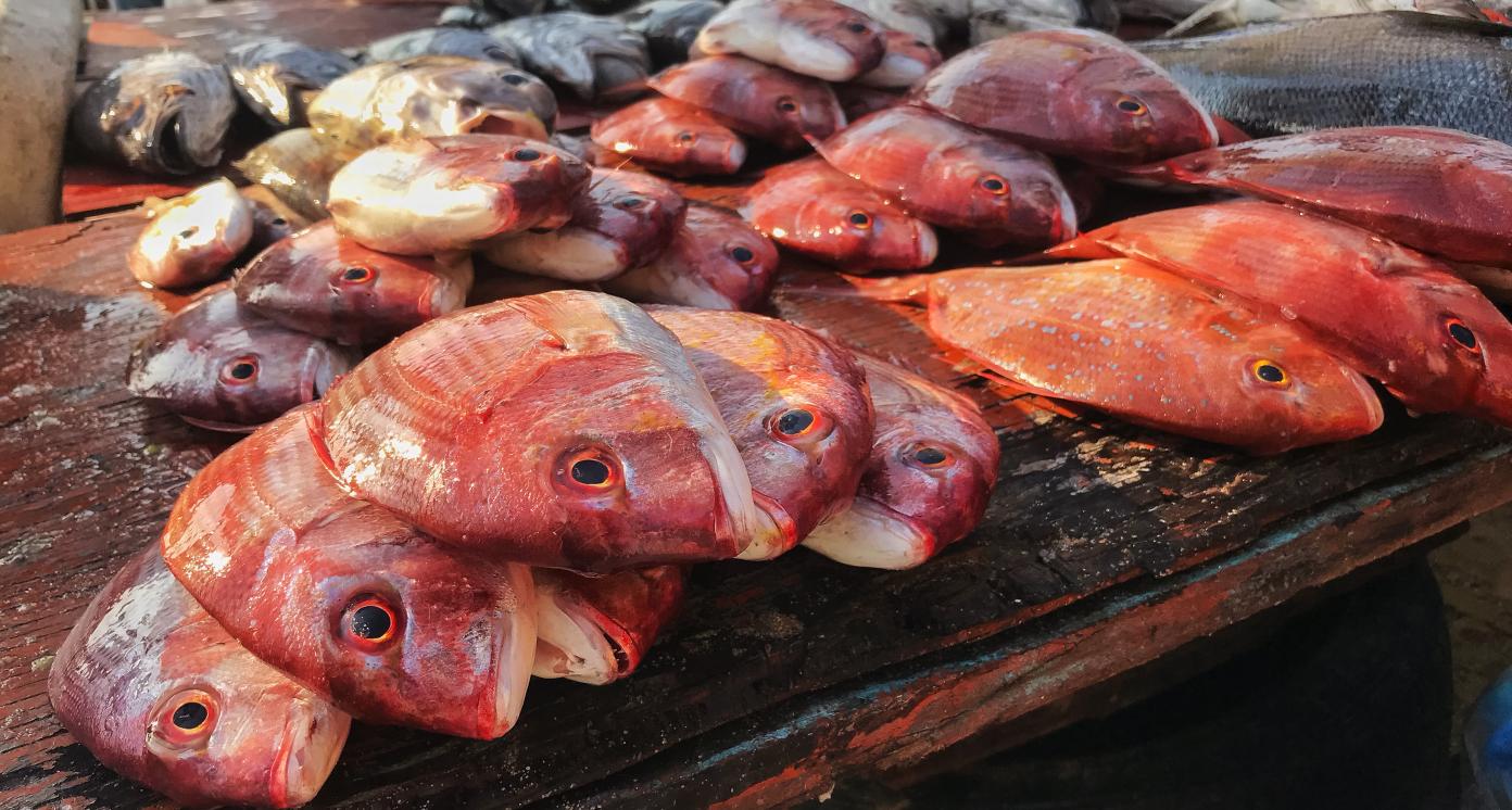 Freshly harvested fish on the beach market in Luanda, Angola