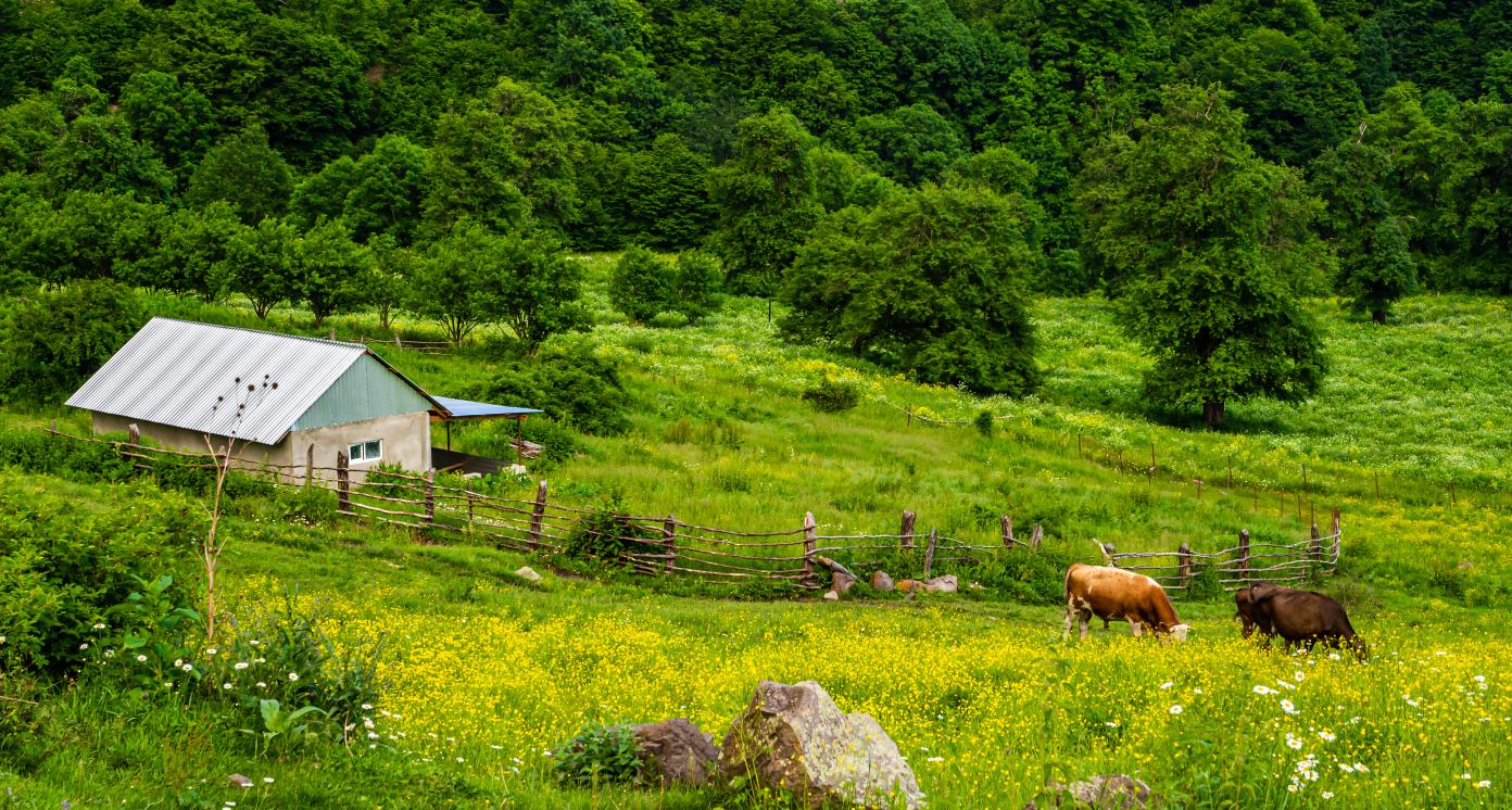 Milk cows grazing grass at the dairy farm in summer. Beautiful mountain pasture with blooming wildflowers.