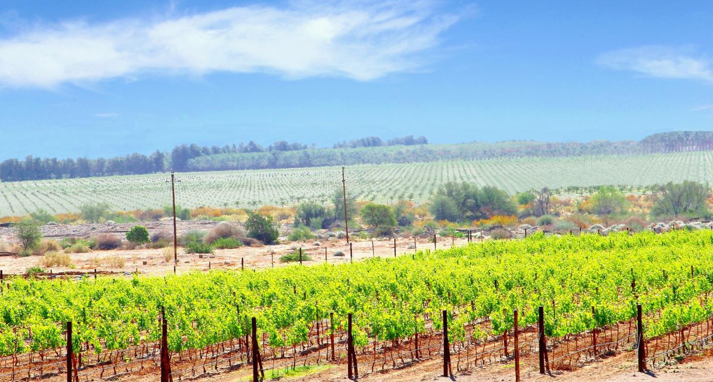 Vineyards and wine farm in rural landscape near Fish river Canyon, Namibia, Africa