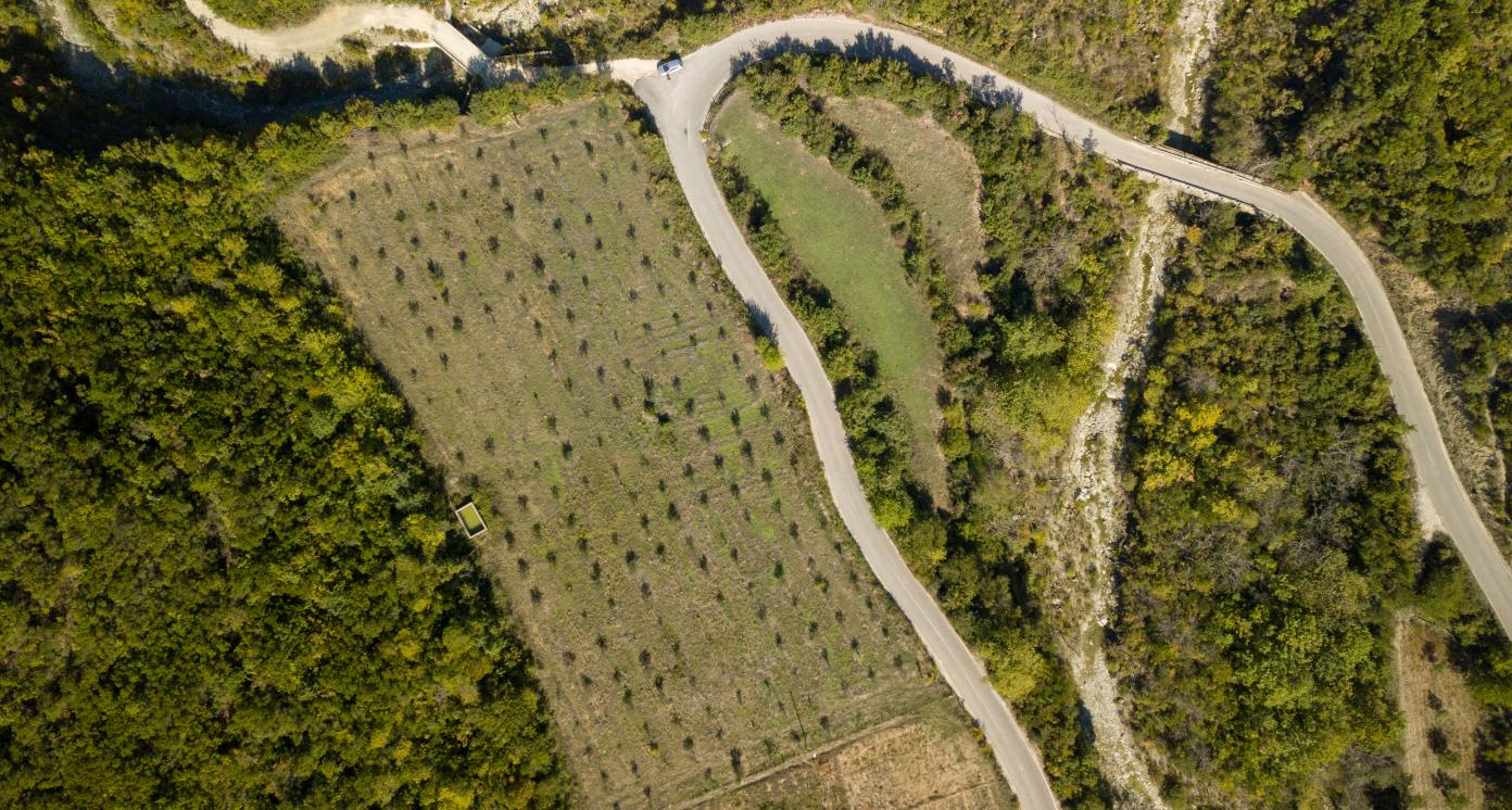 drone shoot of a field full of olive trees near the road. olive oil production is one of the top farming sectors in Albania