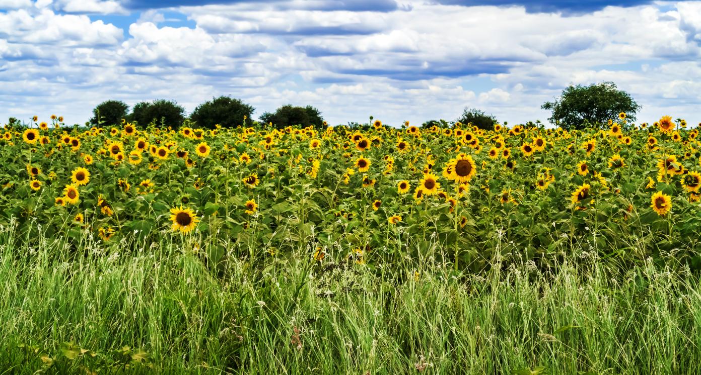 Panoramic view at the sunflower field in Tanzania near Ikungi