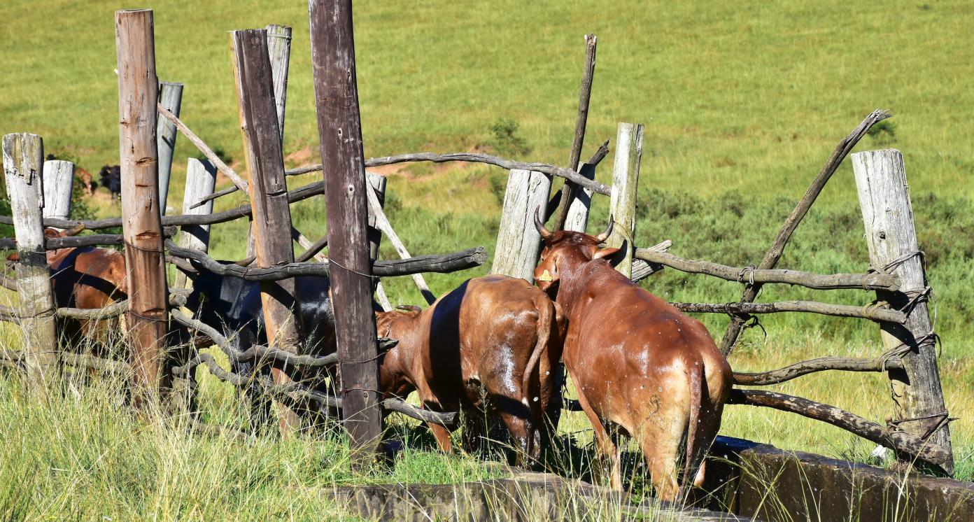 cattle farming in Swaziland,south Africa