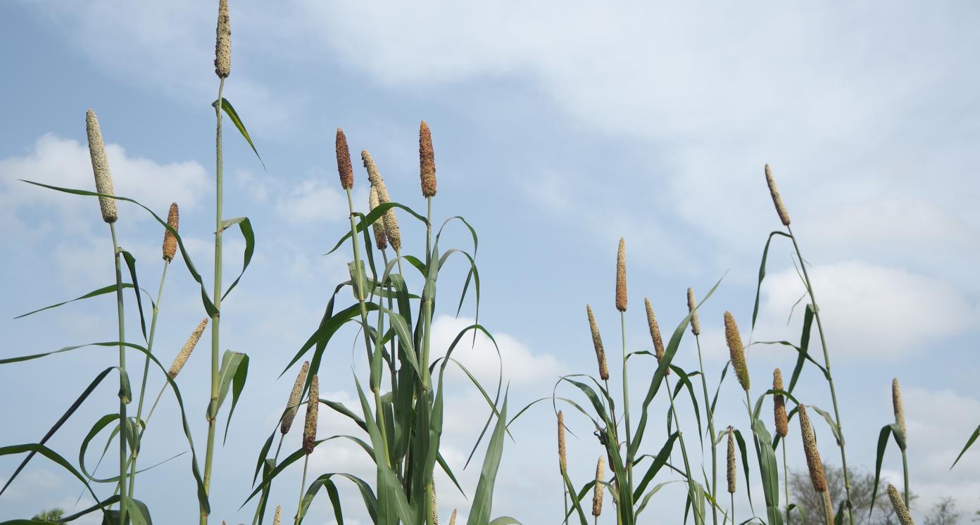 Grain storage infrastructure