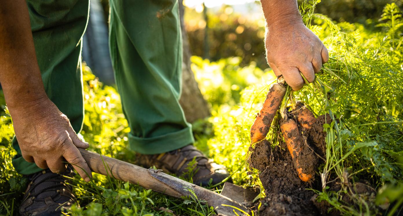 Agriculture with sustainable practices. 