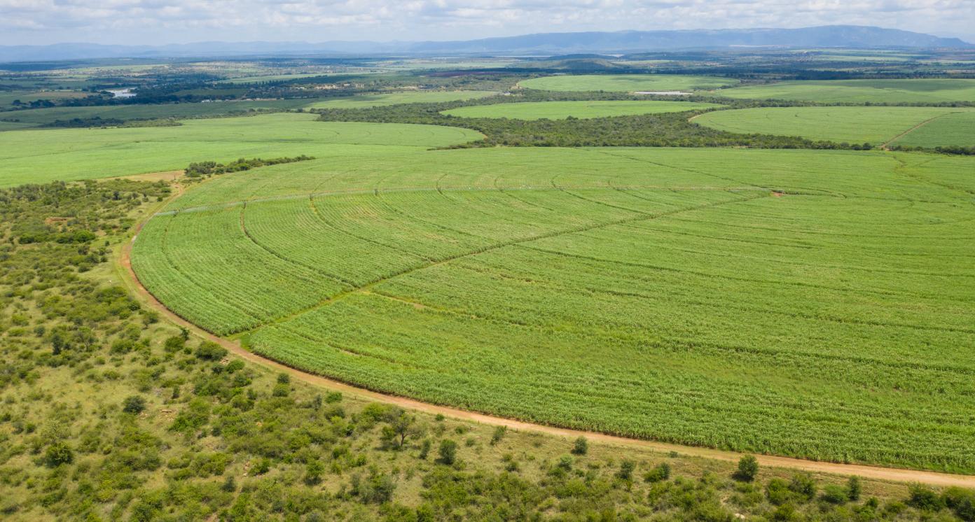 Sugar Cane farm. Drone photo of cane sugar. Sugarcane field in eSwatini, Africa.