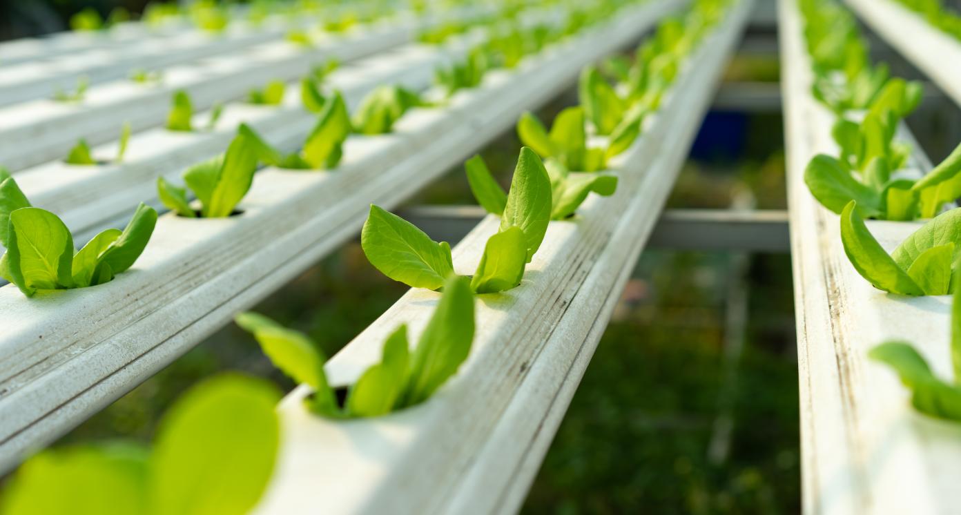 Technological sowing systems