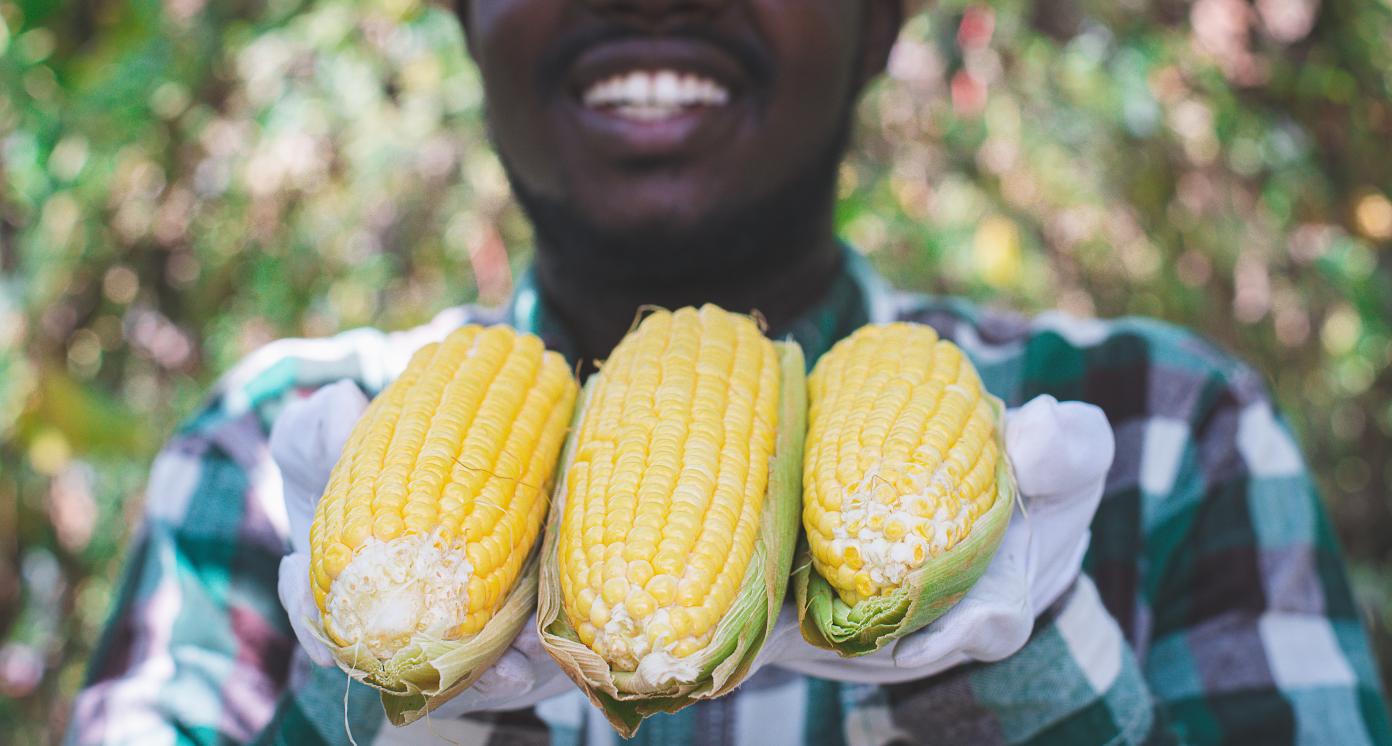 African Farmer stand in the corn plantation field.Agriculture or cultivation concept