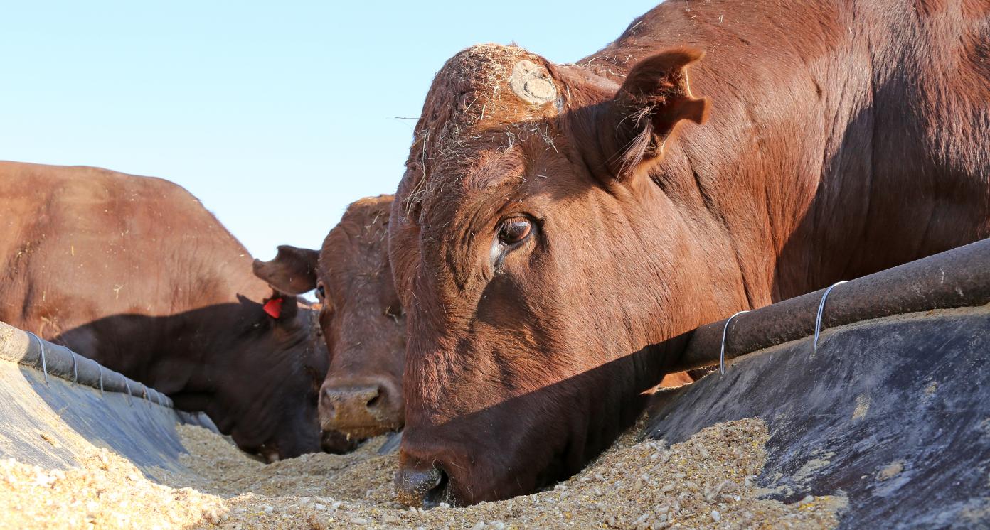 Feedstock from food waste