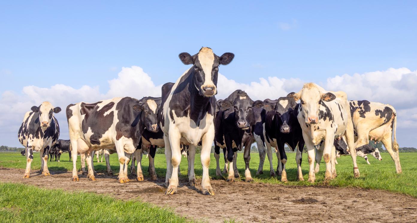 Dairy cows