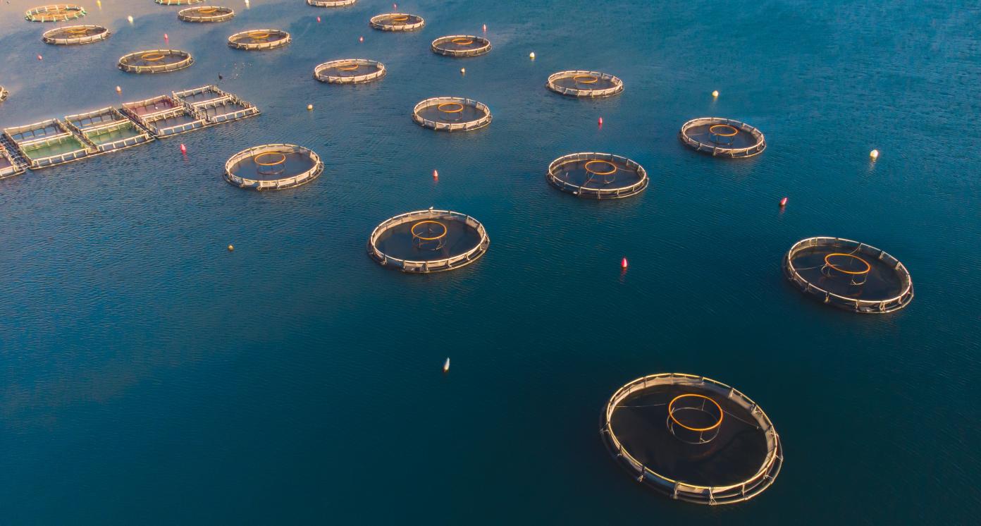 Aerial drone top view of sea fish farm cages and fishing nets, farming dorado, sea bream and sea bass, feeding the fish a forage, with marine landscape and mountains in the background, Adriatic sea