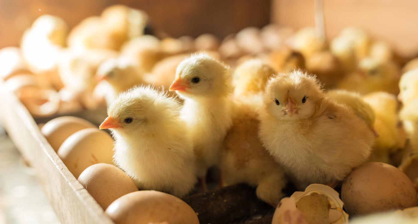 Hatching eggs in incubator. Group of small cute newborn chicks