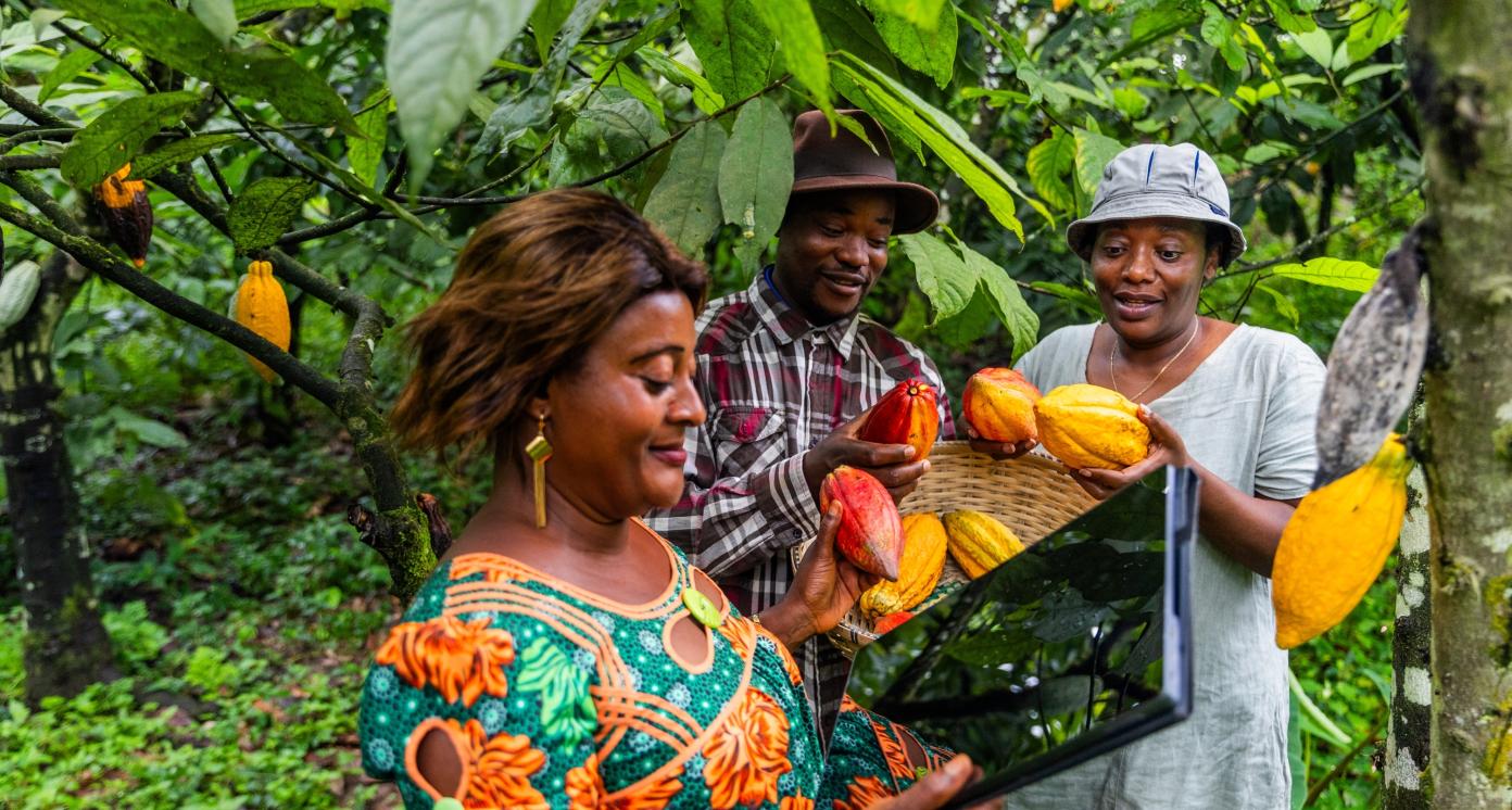 The agronomist in the cocoa field uses the tablet to inspect the quality of the pods picked.