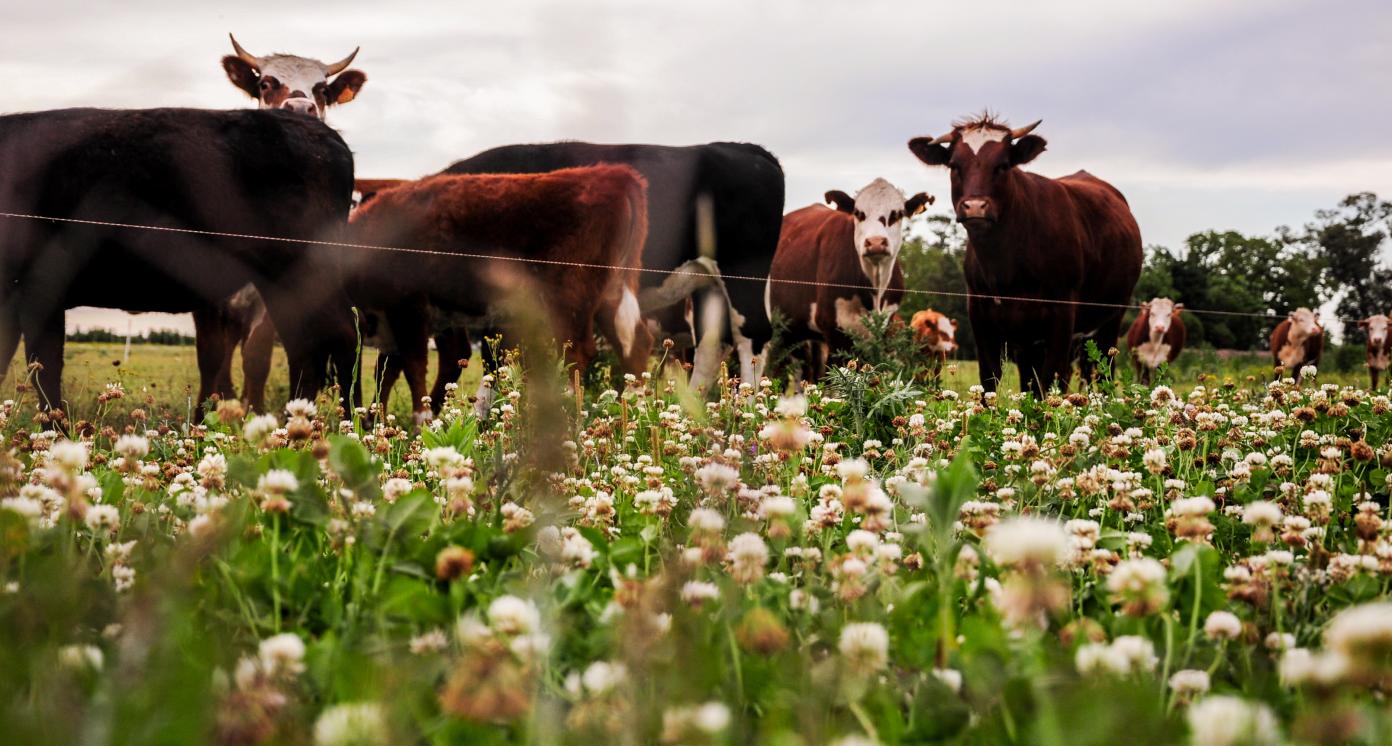 Uruguay pasture