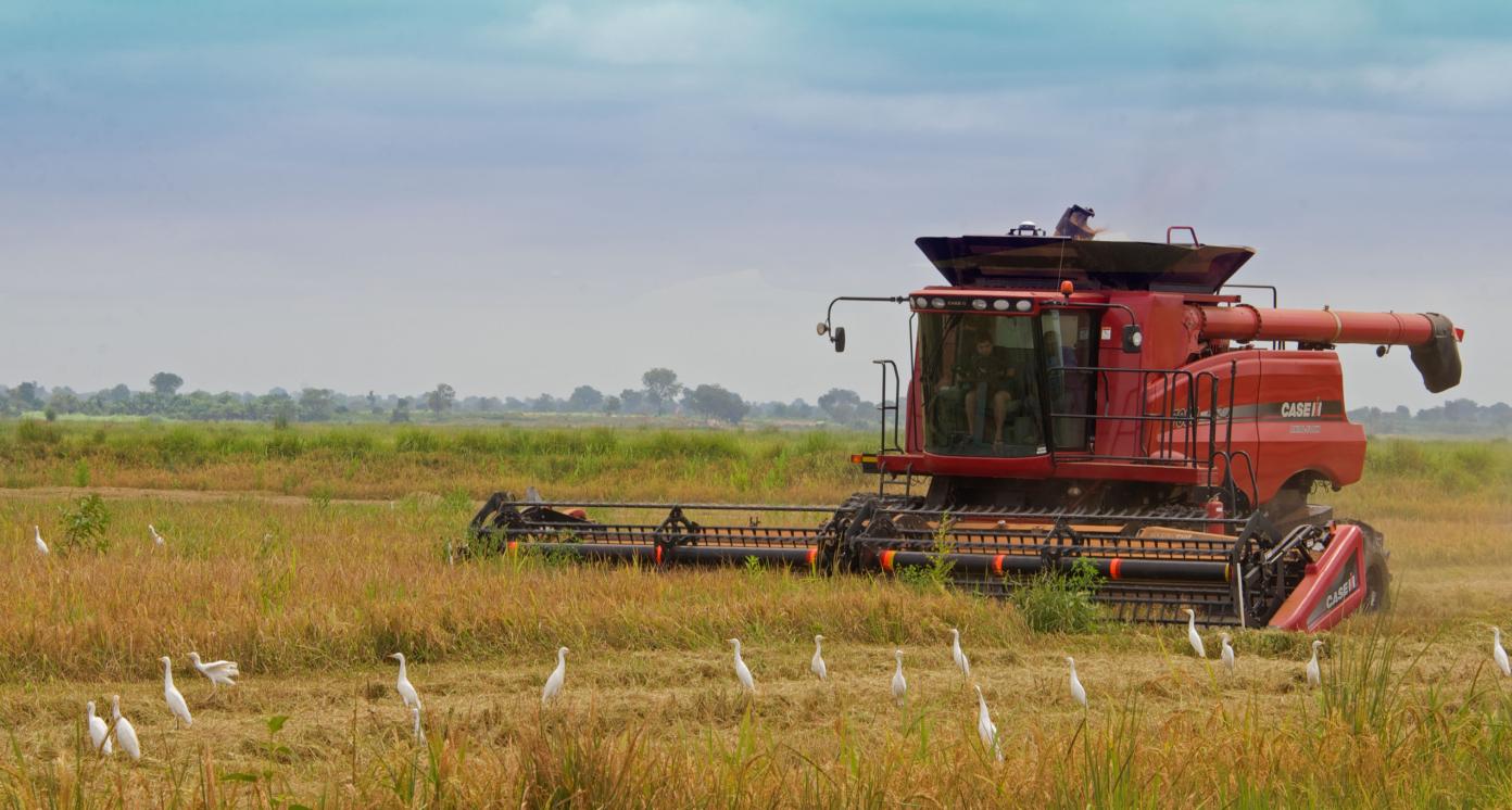 Sustainable food and cash crop production